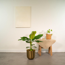 Meergroothandel Musa Dwarf Cavendish - 90 cm, Ø21 cm