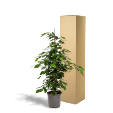 Meergroothandel Ficus Benjamina Danielle - 95 cm, Ø 21 cm