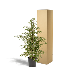 Meergroothandel Ficus Benjamina Dämmerung - 95 cm, Ø 21 cm
