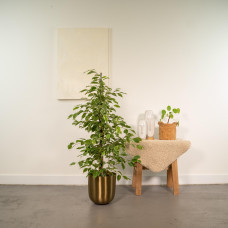 Meergroothandel Ficus Benjamina Goldenking - 95 cm, Ø 21 cm