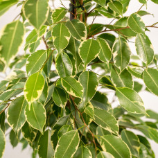 Meergroothandel Ficus Benjamina Goldenking - 95 cm, Ø 21 cm