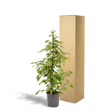 Meergroothandel Ficus Benjamina Goldenking - 95 cm, Ø 21 cm