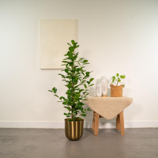 Meergroothandel Ficus Microcarpa Moclame - 95 cm, Ø 21 cm