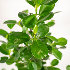 Meergroothandel Ficus Microcarpa Moclame - 95 cm, Ø 21 cm