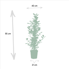 Meergroothandel Ficus Microcarpa Moclame - 95 cm, Ø 21 cm