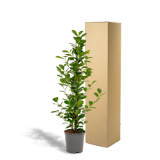 Meergroothandel Ficus Microcarpa Moclame - 95 cm, Ø 21 cm