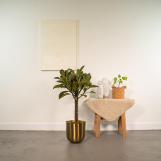 Meergroothandel Ficus Elastica Melany-Stamm - 90 cm, Ø 21 cm