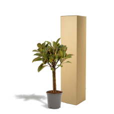 Meergroothandel Ficus Elastica Melany-Stamm - 90 cm, Ø 21 cm