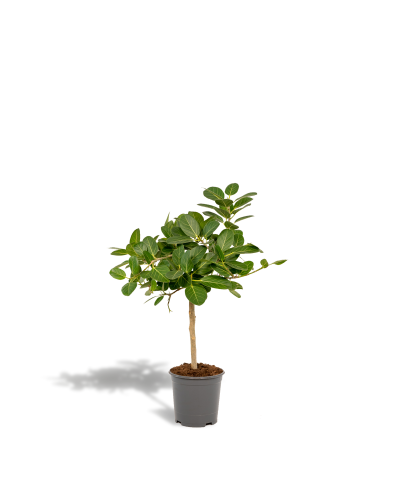 Meergroothandel Ficus Bengalensis Petite Audrey - 75 cm, Ø 21 cm