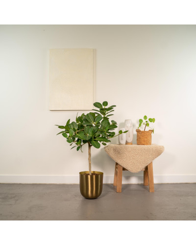 Meergroothandel Ficus Bengalensis Petite Audrey - 75 cm, Ø 21 cm