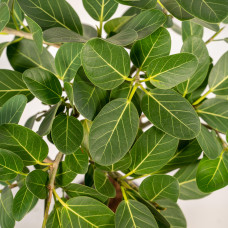 Meergroothandel Ficus Bengalensis Petite Audrey - 75 cm, Ø 21 cm