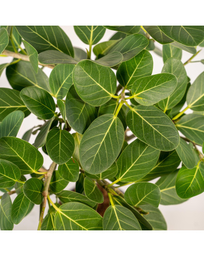 Meergroothandel Ficus Bengalensis Petite Audrey - 75 cm, Ø 21 cm