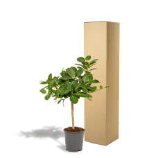 Meergroothandel Ficus Bengalensis Petite Audrey - 75 cm, Ø 21 cm