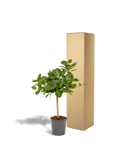 Meergroothandel Ficus Bengalensis Petite Audrey - 75 cm, Ø 21 cm