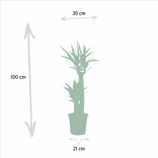 Vda Plant Yucca - 100 cm, Ø21 cm