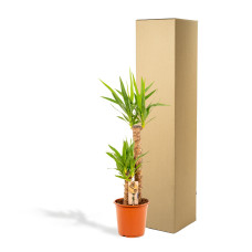Vda Plant Yucca - 100 cm, Ø21 cm