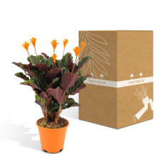 Meergroothandel Calathea Crocata - 40 cm, ø 14 cm