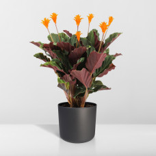Meergroothandel Calathea Crocata - 40 cm, ø 14 cm