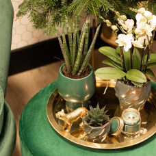 Kolibri Haworthia Limifolia - Ø 6 cm