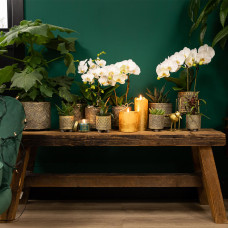 Kolibri Haworthia Limifolia - Ø 6 cm