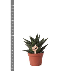 Kolibri Haworthia Limifolia - Ø 6 cm