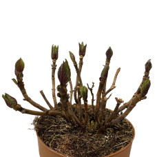 Hy-Pe Hortensie Ball Rohware Blau - 30 cm, Ø 14 cm