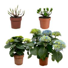 Hy-Pe Hortensie Ball Rohware Blau - 30 cm, Ø 14 cm