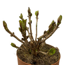 Hy-Pe HHortensie Ball Rohware Rosa - 30 cm, Ø 14 cm