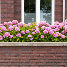 Hy-Pe HHortensie Ball Rohware Rosa - 30 cm, Ø 14 cm