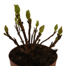 Hy-Pe Hortensie Ball Rohware Rot - 30 cm, Ø 14 cm