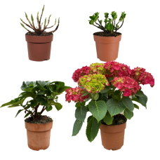 Hy-Pe Hortensie Ball Rohware Rot - 30 cm, Ø 14 cm