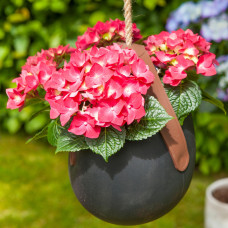 Hy-Pe Hortensie Ball Rohware Rot - 30 cm, Ø 14 cm
