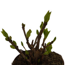 Hy-Pe Hortensie Ball Rohware Weiß - 30 cm, Ø 14 cm