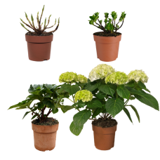 Hy-Pe Hortensie Ball Rohware Weiß - 30 cm, Ø 14 cm