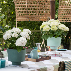 Hy-Pe Hortensie Ball Rohware Weiß - 30 cm, Ø 14 cm