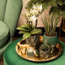 Kolibri Haworthia Limifolia - Ø 9 cm