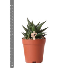 Kolibri Haworthia Limifolia - Ø 9 cm