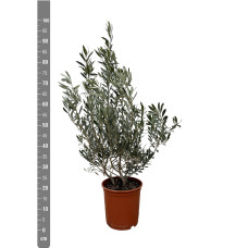 Xxl Plants Olea Europaea Strauch - 100 cm, Ø25 cm