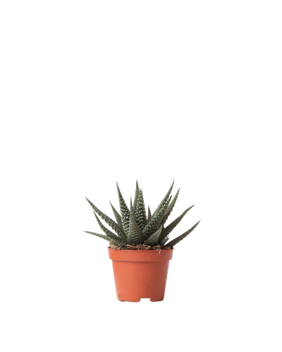Kolibri Haworthia Königliche Hoheit - Ø 6 cm