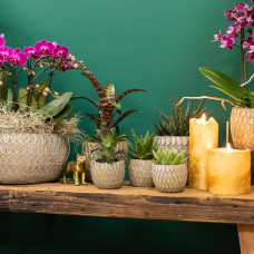 Kolibri Haworthia Königliche Hoheit - Ø 6 cm