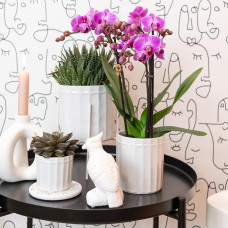 Kolibri Haworthia Königliche Hoheit - Ø 6 cm