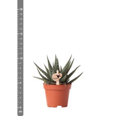 Kolibri Haworthia Königliche Hoheit - Ø 6 cm