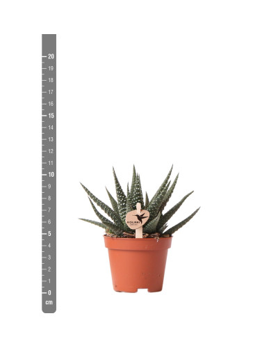 Kolibri Haworthia Königliche Hoheit - Ø 6 cm