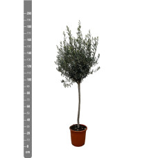 Xxl Plants Olea Europaea Per Stimme Olea - 180 cm, Ø30 cm