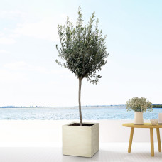 Xxl Plants Olea Europaea Per Stimme Olea - 180 cm, Ø30 cm