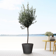 Xxl Plants Olea Europaea Per Stimme Olea - 180 cm, Ø30 cm