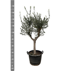 Xxl Plants Olea Europaea Cultivo Olea - 210 cm, Ø45 cm