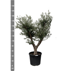 Xxl Plants Olea Europaea Cultivo - 225 cm, Ø60 cm