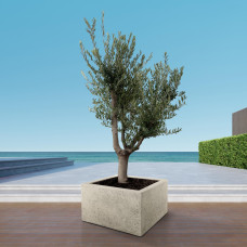 Xxl Plants Olea Europaea Cultivo - 225 cm, Ø60 cm