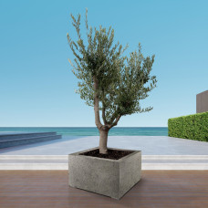 Xxl Plants Olea Europaea Cultivo - 225 cm, Ø60 cm